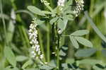 White sweetclover